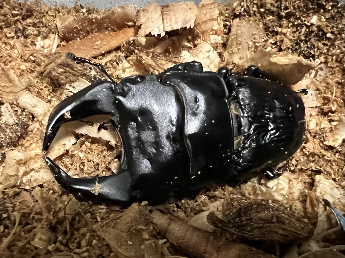 今季の種親の一頭GR‼️
まだまだ元気‼️
＃北峰ホペイ