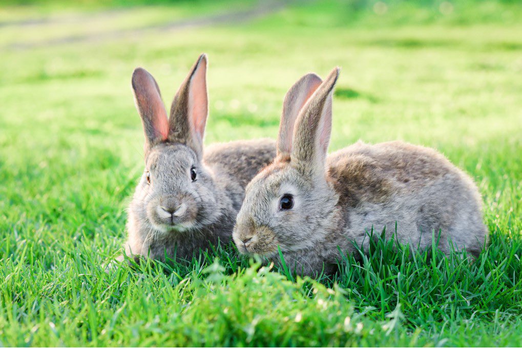 Rabbit Welfare Requirement 3: Companionship 👯‍♀️
 
While everybun loves a nice home, it’s no fun alone!
 
Rabbits are very social animals and should always have a compatible companion to share their life with 💞
 
Please take care to bond your buns with neutered partners 🐰💘🐰