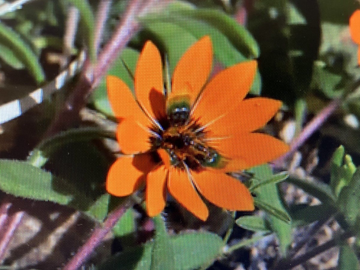 Looking for a PhD in evo-devo with wonderful flower systems? Three great projects available in my lab for October 2024 starts. Details at plantsci.cam.ac.uk/research/group…