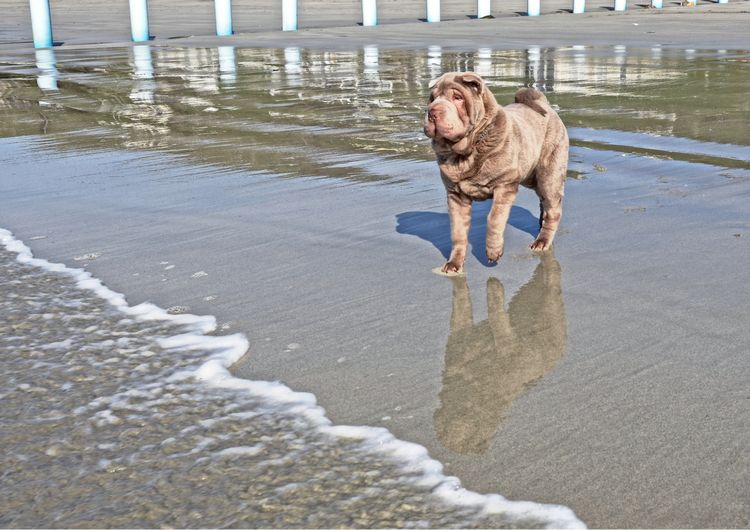 welovedonegal's tweet photo. We have now uploaded the #dogs tweeted to us for the new section on our site https://t.co/Nq8kBEpdr9 ~ #DonegalDogs ... https://t.co/npfxPwH2WN
If you want your #dog added, RT this with:
1. A photograph of your dog.
2. The name of your dog.
3. Where in #Donegal it was taken. https://t.co/RJqbViY4uw