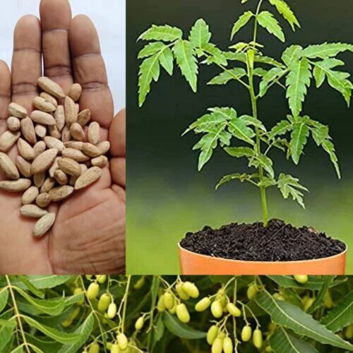 nurserylive's tweet photo. Neem Seeds: Harness the power of Neem for its medicinal and pest-repelling properties from our seeds.

Checkout:https://t.co/5ZhERCzxEw

#buyplantsonline #nurserylive #onlinenursery #NeemSeeds #AzadirachtaIndica #MedicinalTrees https://t.co/gsHgDuGy1m