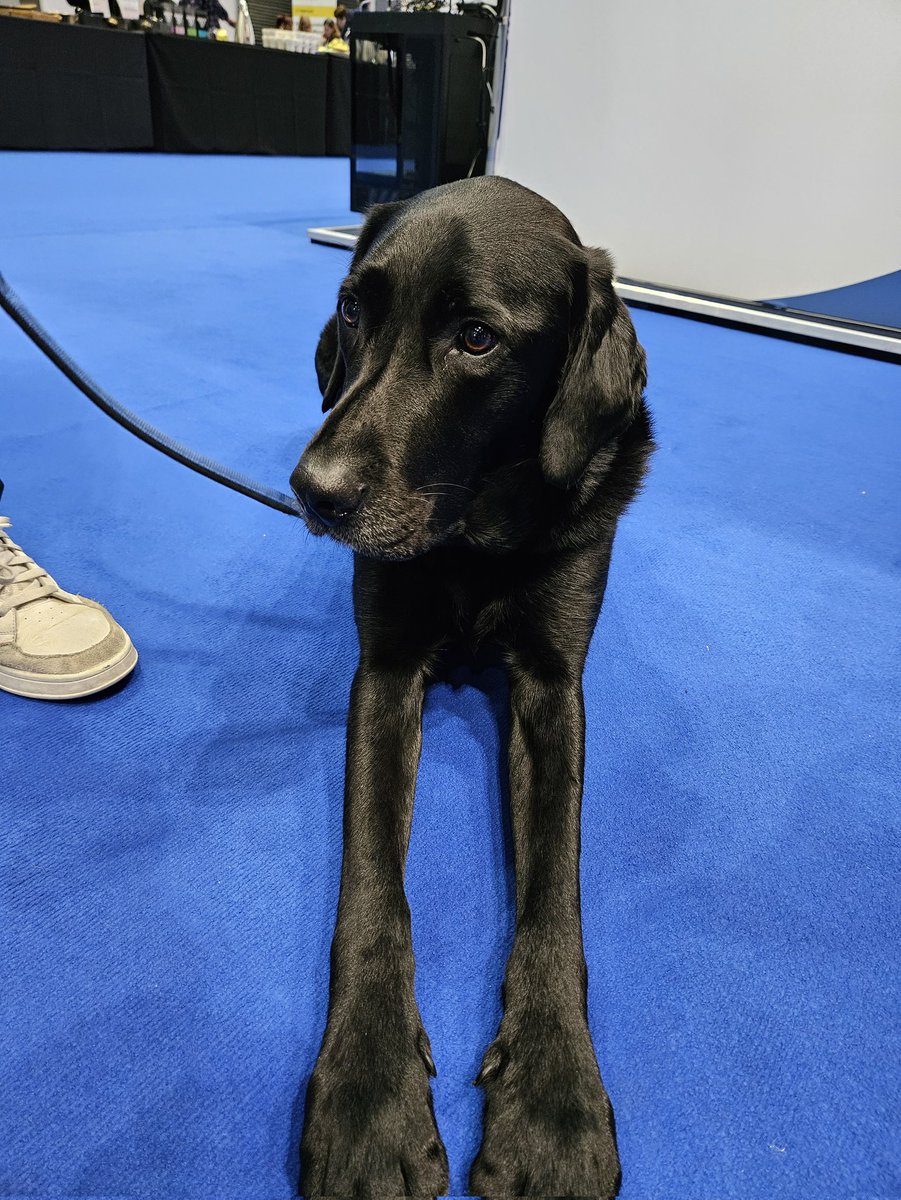 Always good to catch up with delegates at @HSJptsafety. This is Derek from @supportdogsuk who are always a star attraction in the exhibition #hsjpatientsafety