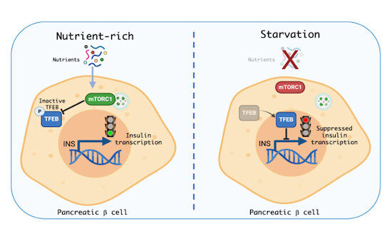 The EMBO Journal tweet media