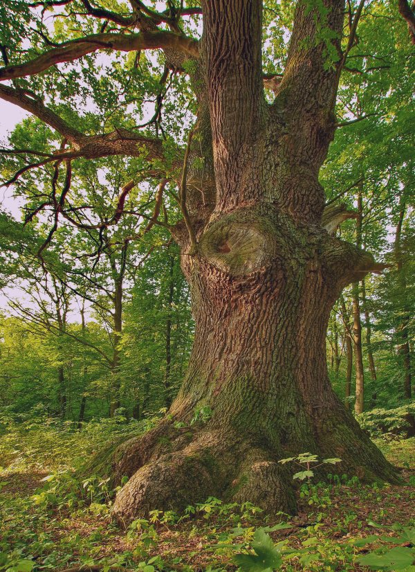 The appropriately named Elefantenfußeiche - Kleinmachnow, Germany

Photo: Frank Gyssling