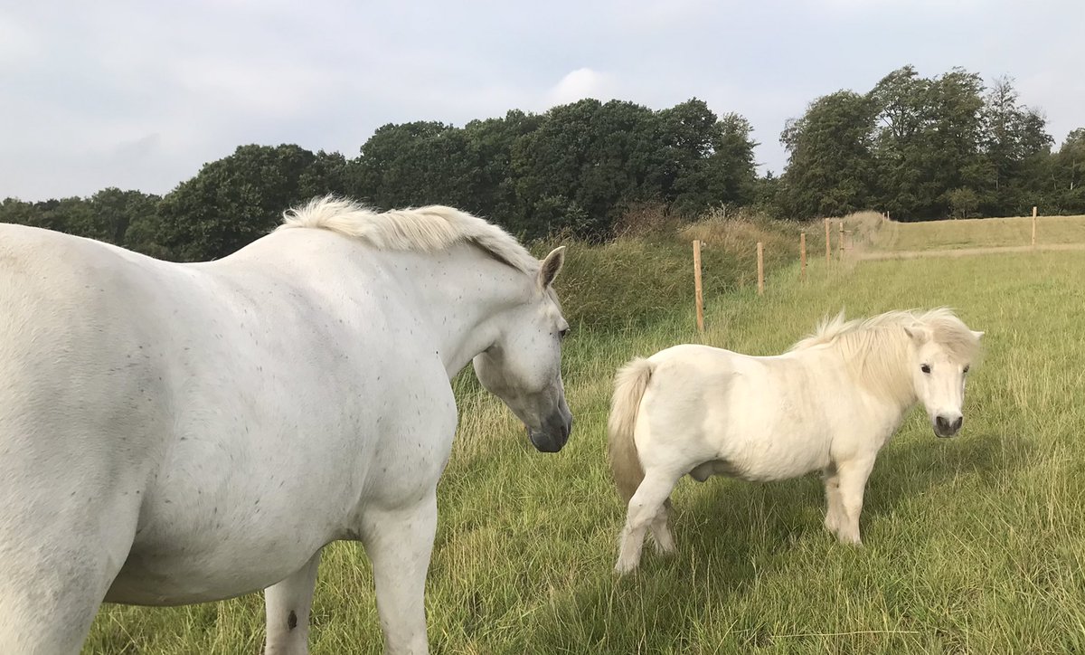 SHETLAND PONY BOOK tweet media