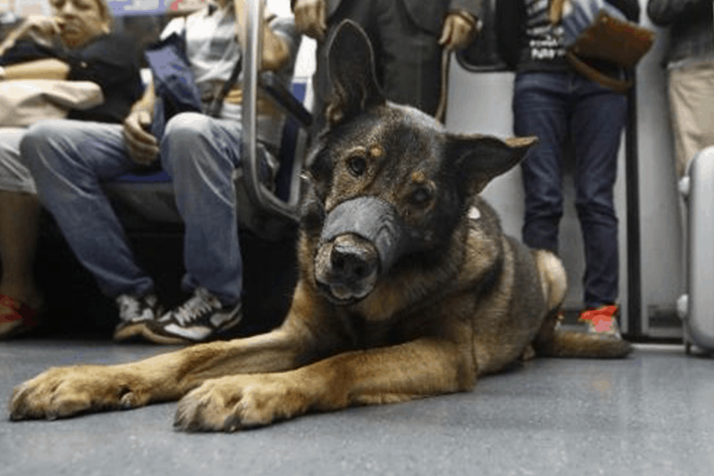 Pets4Good_es's tweet photo. Todo lo que necesitas saber para #viajar en #Metro 🚇 con tu #perro 🐶 - Artículo en el #Blog de #Pets4Good - Acciones que dejan huella 🐾

https://t.co/tleCmNLdar https://t.co/XDgw9Uhw8y