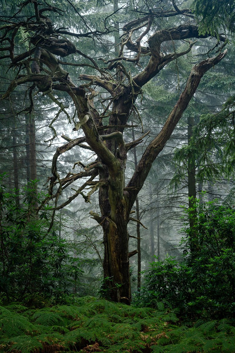 Jumana
#woodlandphotography #mist #wexmondays #fsprintmonday #appicoftheweek #sharemondays2023