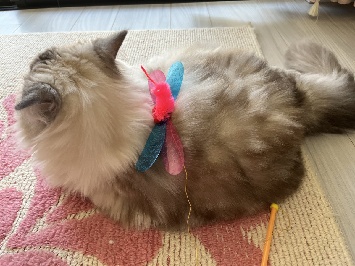 カシャブンの新品をあけたら大興奮で、暴れたあと一休み。蝶ネクタイみたいだね🎀
#ラグドール