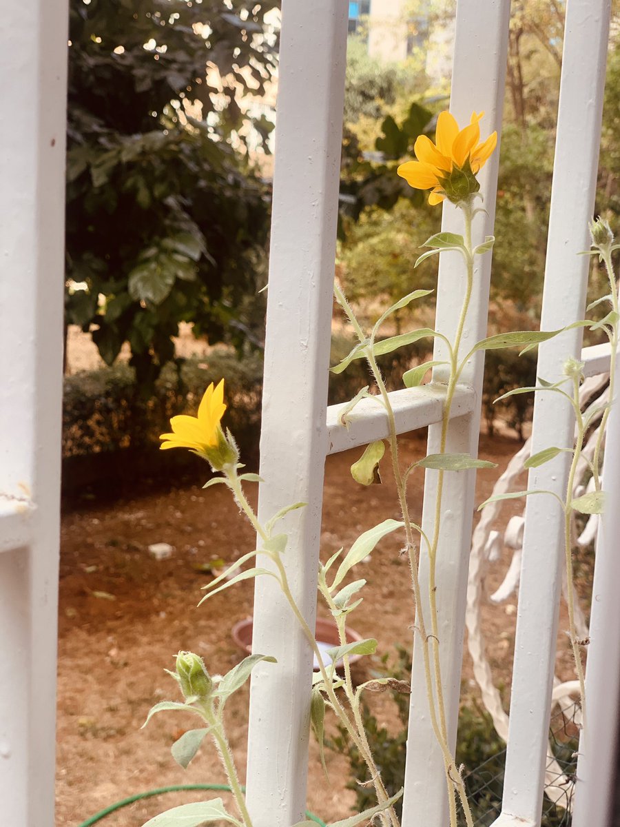 Ayçekirdeği 🌻 <a href="/nupeldadal/">hüseyin dal</a>