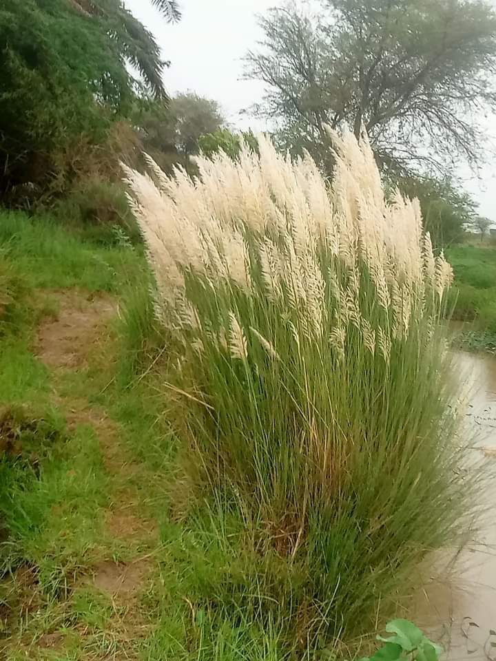 UstadrahiS's tweet photo. نؤڙيا اتر ھير ۾، سَرَ پرينء پاسي
روئي ويٺاسي،منھن ڪري محبوب ڏي
استادراھي https://t.co/lRH5G4Nsov
