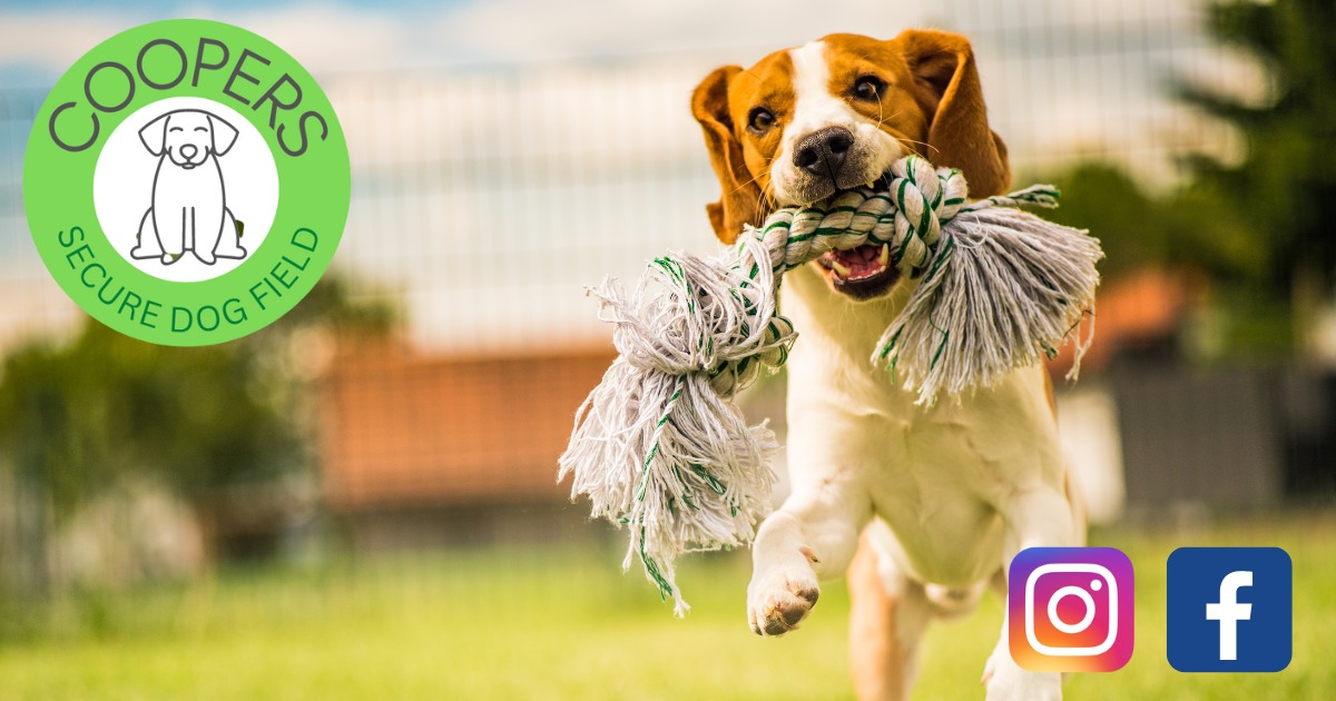 𝗦𝗲𝗰𝘂𝗿𝗲 𝗗𝗼𝗴 𝗪𝗮𝗹𝗸𝗶𝗻𝗴 𝗙𝗶𝗲𝗹𝗱 - Did you know that we have a secure walking field for your pooches, where all funds raised go to rescue animals in need? 🐶 facebook.com/coopersdogfield Book your next slot and donate to our self-funded branch: rspcacornwall.org.uk/secure-dog-wal…