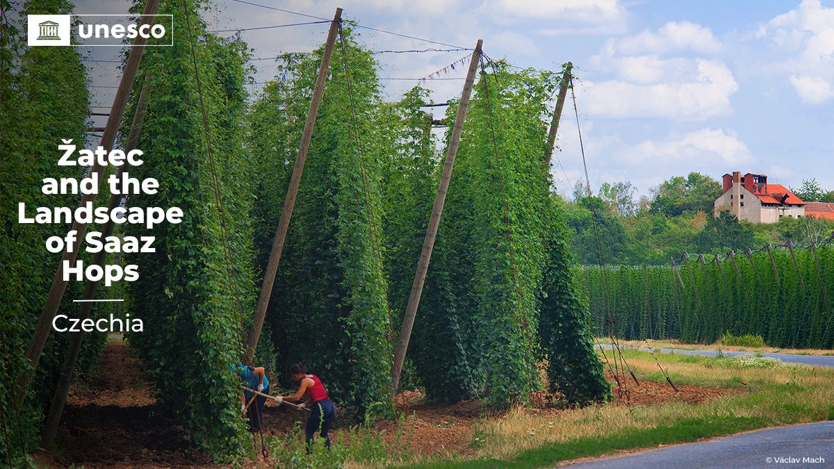 UNESCO 🏛️ #Education #Sciences #Culture 🇺🇳 (@unesco) on Twitter photo 🔴BREAKING!
Just inscribed on the <a href="/UNESCO/">UNESCO 🏛️ #Education #Sciences #Culture 🇺🇳</a> #WorldHeritage List: Žatec and the Landscape of Saaz Hops, #Czechia 🇨🇿. Bravo! 👏👏
➡️ on.unesco.org/45WHC #45WHC 🔴BREAKING!
Just inscribed on the <a href="/UNESCO/">UNESCO 🏛️ #Education #Sciences #Culture 🇺🇳</a> #WorldHeritage List: Žatec and the Landscape of Saaz Hops, #Czechia 🇨🇿. Bravo! 👏👏
➡️ on.unesco.org/45WHC #45WHC