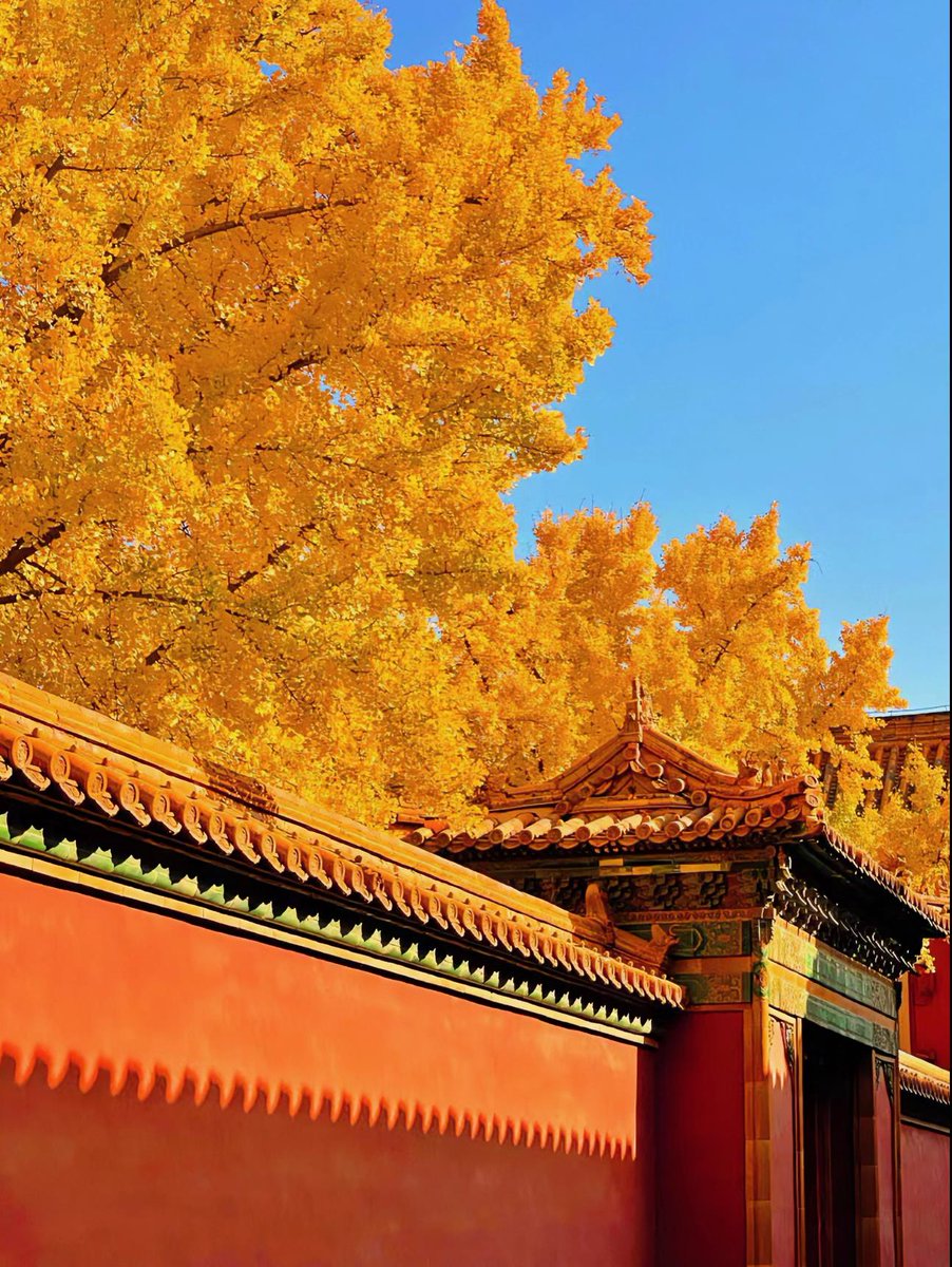 chngk62304447's tweet photo. 故宮的秋天，金碧輝煌與秋意交相輝映，讓人沈醉其中，流連忘返！#autumn #setember #photography https://t.co/GNnRnLg87g