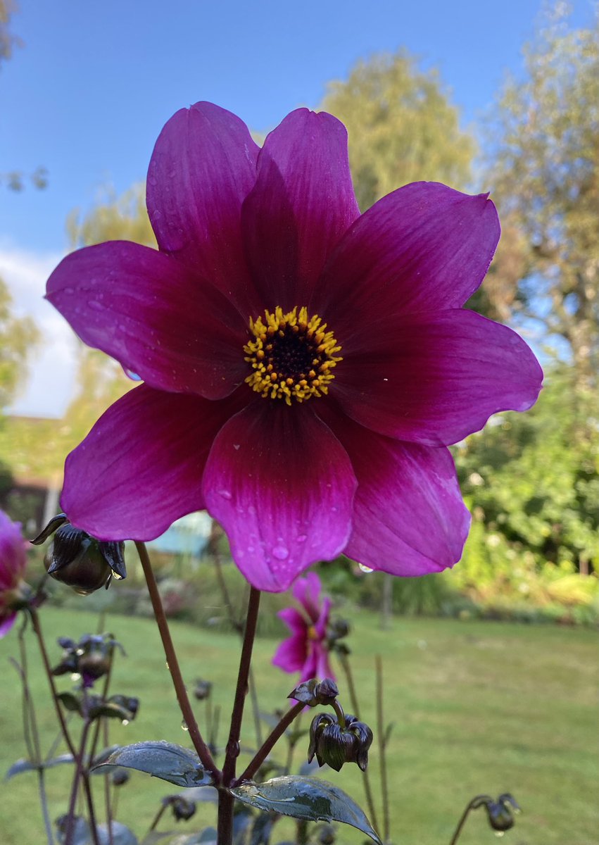 Somewhe07814641's tweet photo. A bit of blue sky and #MagentaMonday to start the week 🌺
#GardeningX #GardeningTwitter #DailyDahlia #SeptemberMornings https://t.co/b0Nl464lCa