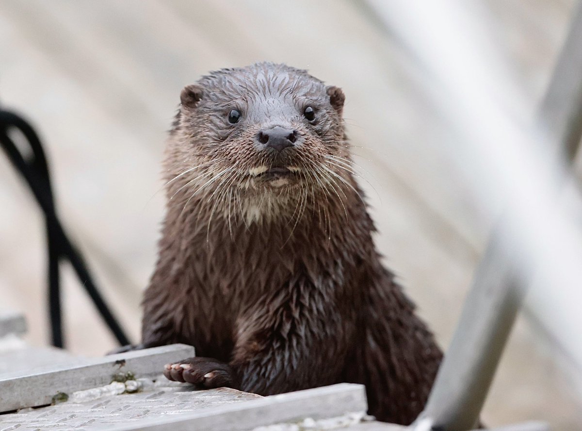 Nieuwsgierige otter, het geklik van een camera vinden ze blijkbaar erg leuk