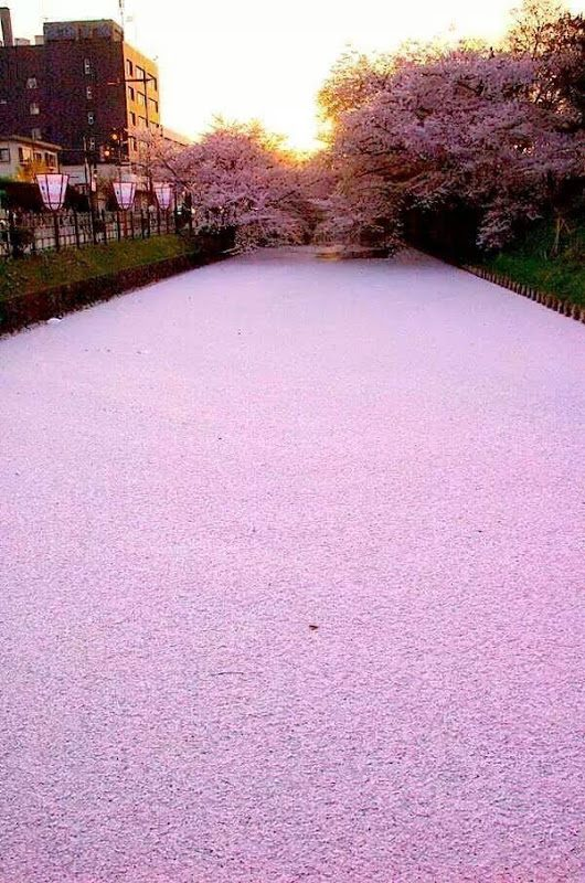 Un río lleno de pétalos de flor de cerezo en Tokio, Japón 🌸