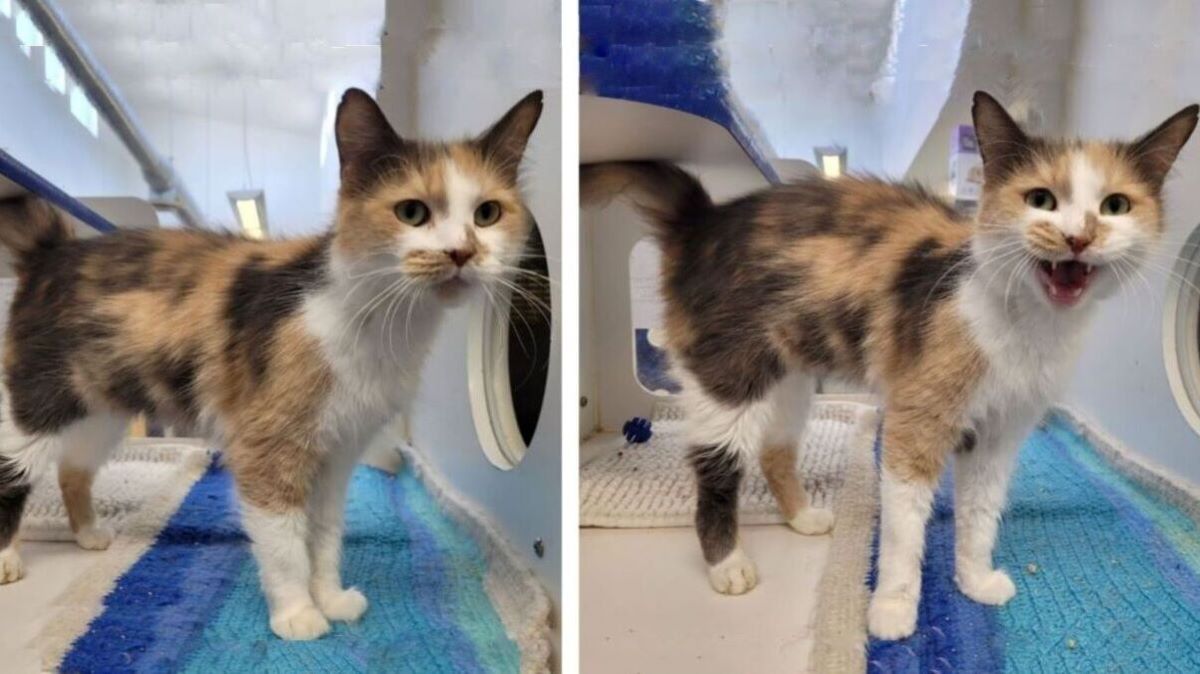 Kingsville Times tweet media