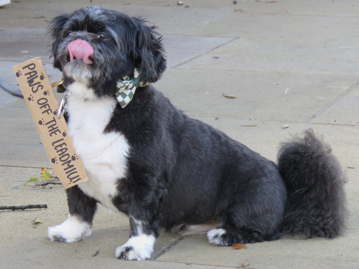 steelcitysnaps's tweet photo. Stanley should definitely be the poster boy for the #SaveTheLeadmill campaign! 🐶 I love that he was interviewed for the radio, woof woof! @Leadmill #PawsOffTheLeadmill #WeCantLoseLeadmill #Sheffield https://t.co/2n5RM13uhR
