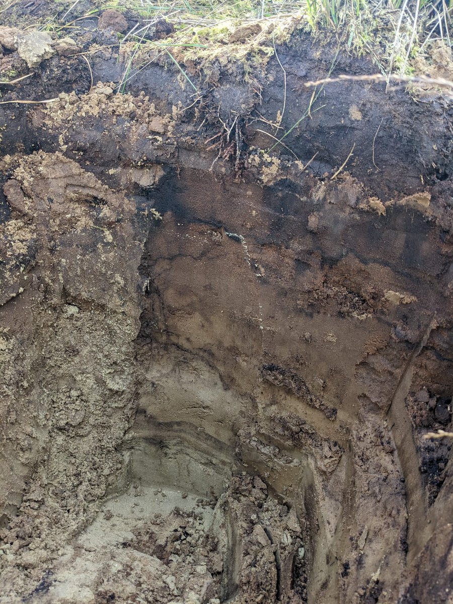 Edith J. S. Eder tweet media