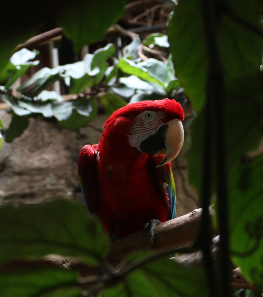 Meet Big Mango, he is going for the best bird of the week award. He hasn’t thrown his food on anyone in at least 5 mins now. So, I would say he’s off to a good start. What do you think?