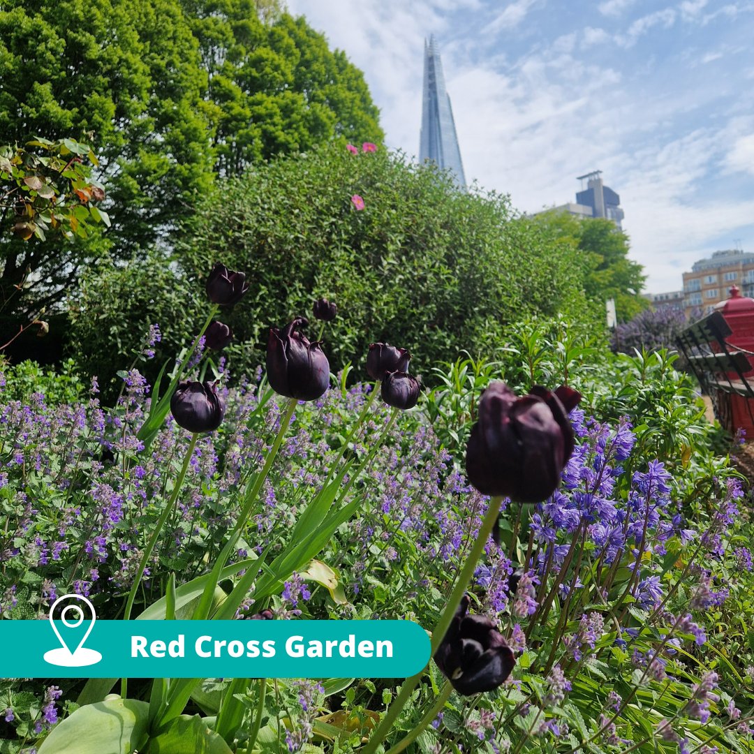It's London in Bloom week - we're looking forward to the @LondonInBloomUK award ceremony this Thursday. Our green fingers are crossed for #RedCrossGarden and #WaterlooGreen!