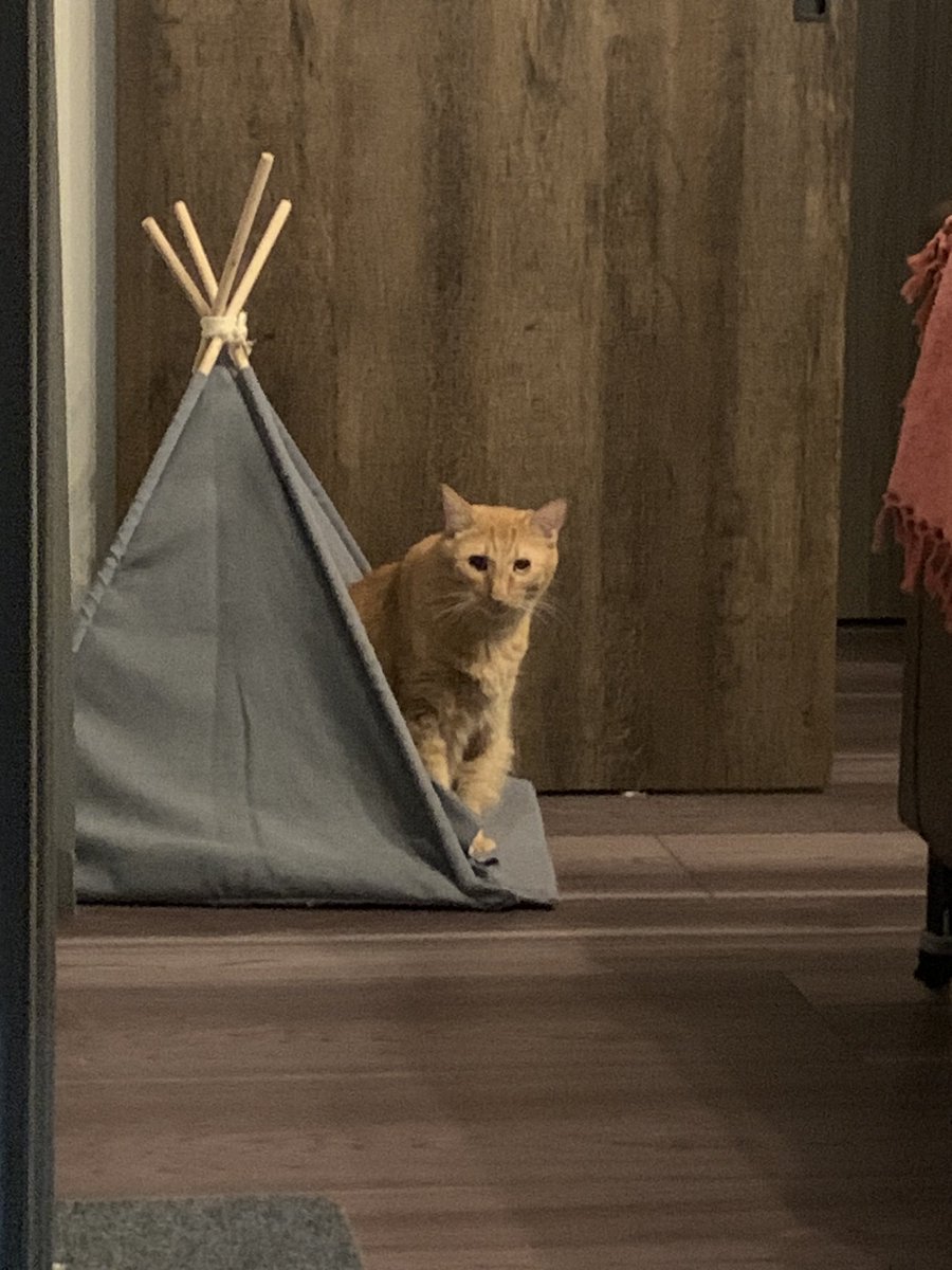 もうそろ2階行くんでしょ？

#ごましお
#ねこ