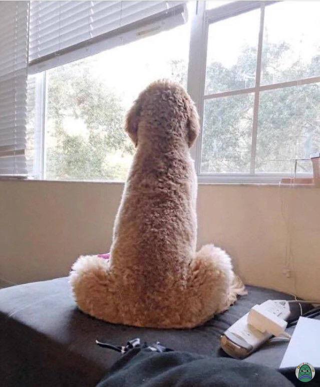 💚 kalian punya anjing ngga??  Kirimin foto lucu anjing kalian donkk ☺️