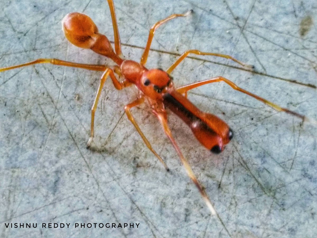 @samarthj_4530 @KalaKemangga Myrmaplata plataleoides/Kerengga ant-like jumper, a jumping spider mimics the Kerengga/weaver ant (Oecophylla smaragdina) in morphology and behaviour. By mimicking ants they stay close to them, gaining protection from predators since weaver ant taste bad and have a painful bite.