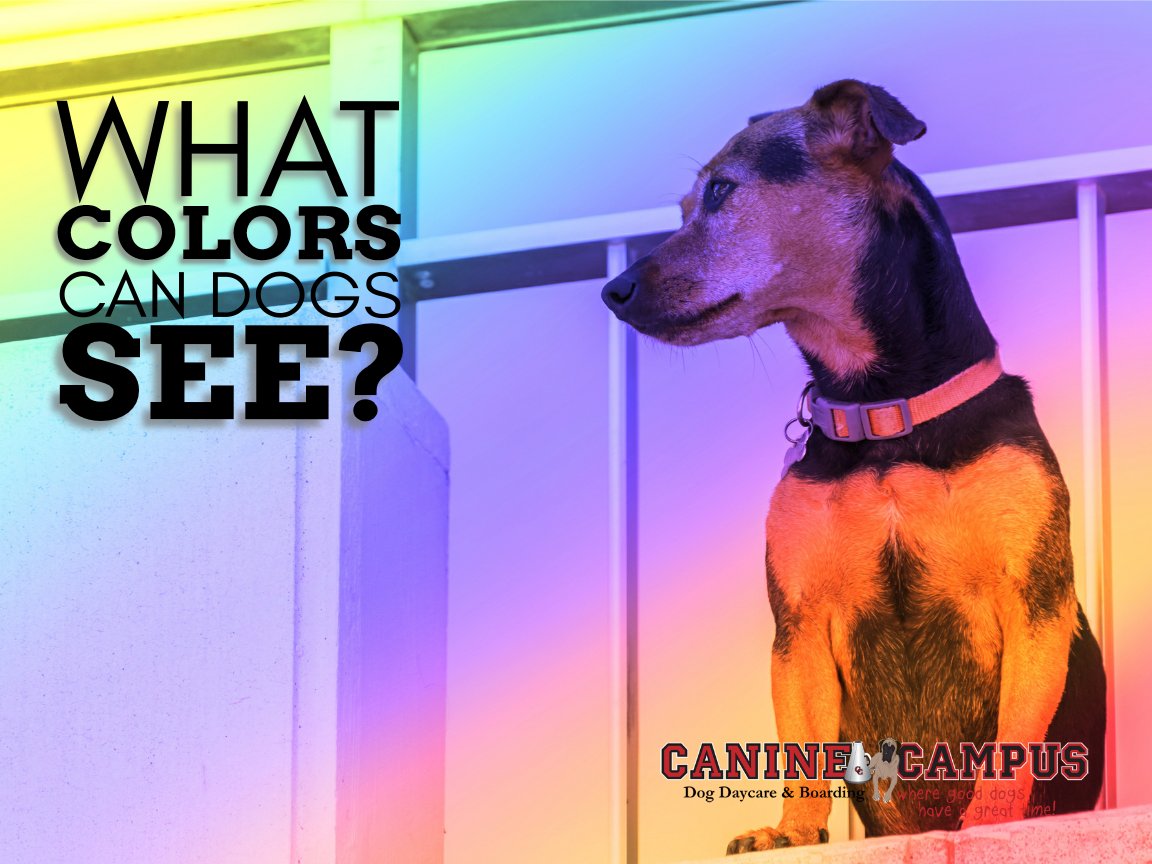CanineCampusCO's tweet image. 🐾 Ever wondered what the world looks like through a dog's eyes? 🌈 Dogs see the world differently than people. It's a colorful world, just with a twist! 🐶🌟 #DogVision #ColorPerception #UnderstandingDogs caninecampus.us/what-colors-ca…