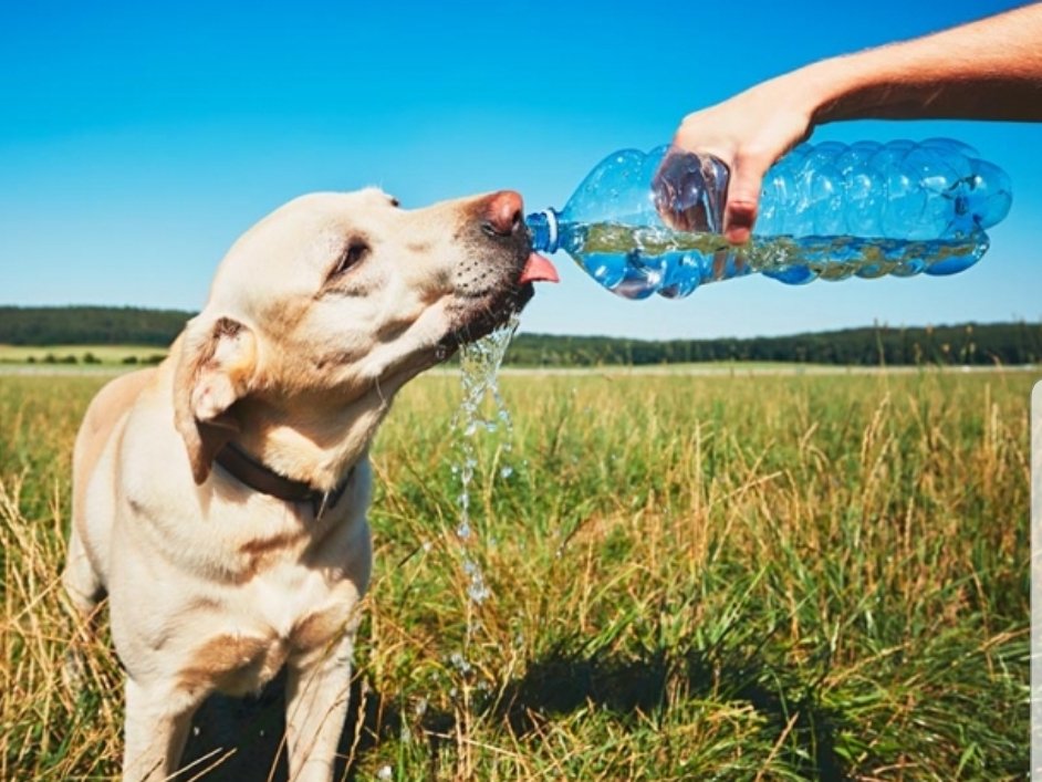 En el #DíaMundialDelControlDeLaCalidadDelAgua recordamos que proporcionar siempre agua de calidad a los animales es uno de los pasos clave para garantizar su bienestar y que se mantengan sanos. #SanidadAnimal #BienestarAnimal #AguaSegura @CENASACuba @CristbalArredo3