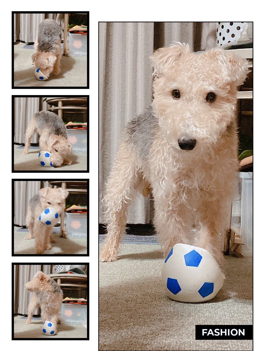 welshOKAN's tweet photo. 昨日でお迎えから満1年✨
これからもよろしく！

プレゼントのサッカーボールの笛は秒で壊れました😅

→初日の写真

#ウェルシュテリア
#お迎え367日目
#テリア好き #犬のいる暮らし #犬 #テリア #welshterrier https://t.co/rm72pfx5LQ