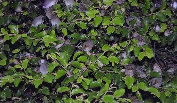 চড়ুই পাখির অভয়ারণ্য হোসেনপুর হাসপাতাল চত্বর