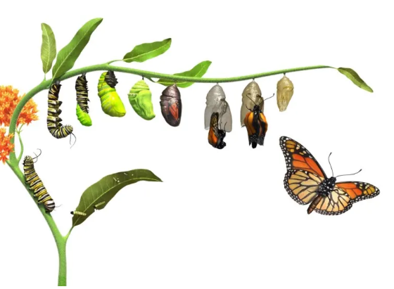 CryptoNerd tweet media