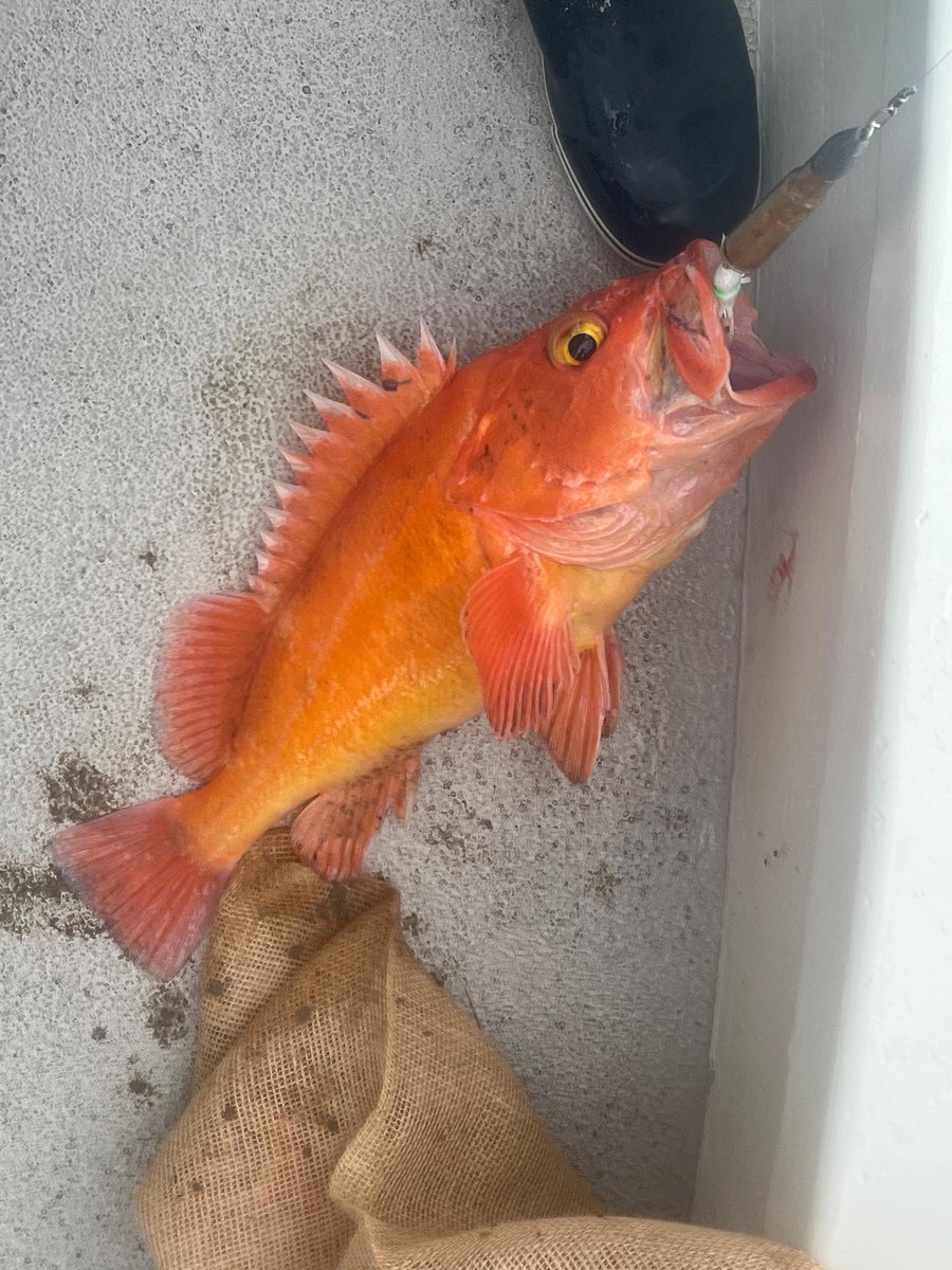 FishingArmory's tweet photo. Nice yellow eye on the 50cal
#fishing https://t.co/Mb37kDQFQ7