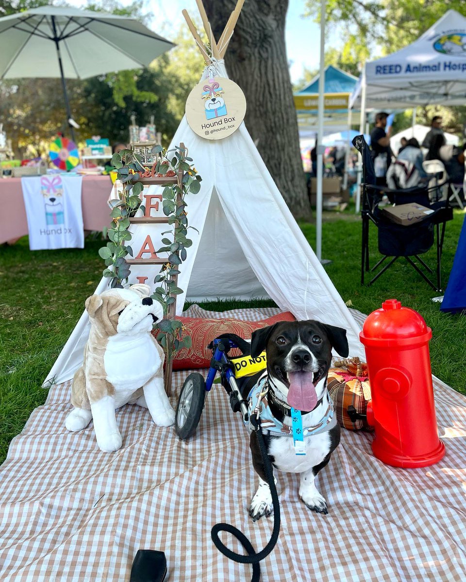 Walkin' Pets tweet media