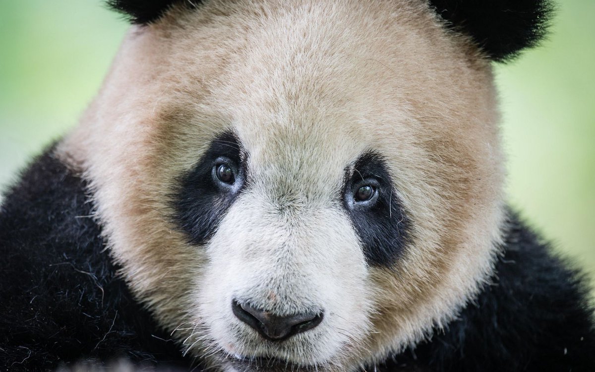 Did you know giant pandas eat several pounds of bamboo per day? By conserving bamboo forests in China, giant pandas have been able to survive in the wild. Explore China's amazing forests with Nature Lab!
📸 <a href="/Nick/">Nick</a> Hall

nature.ly/3Luantr 
#tncnaturelab #worldbambooday