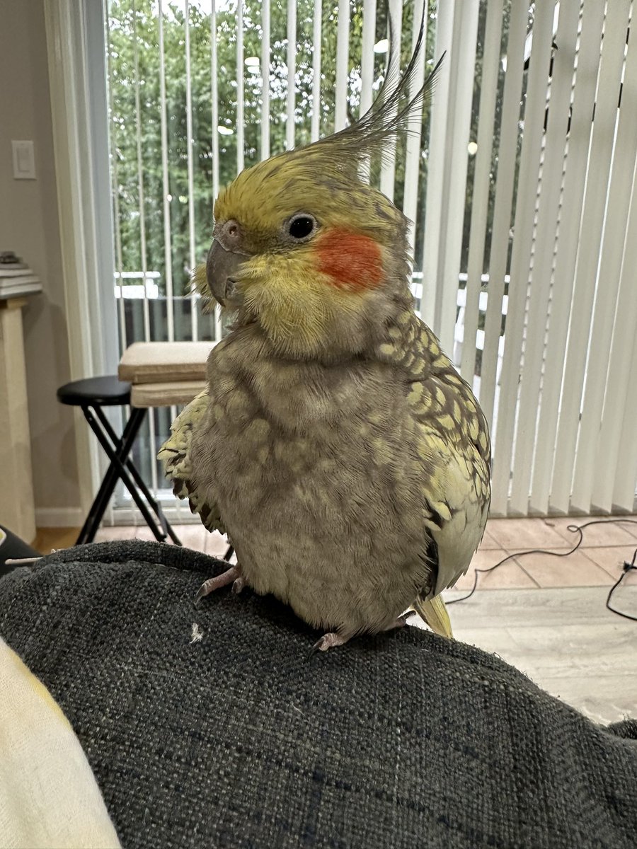 miso the puffe birb tweet media