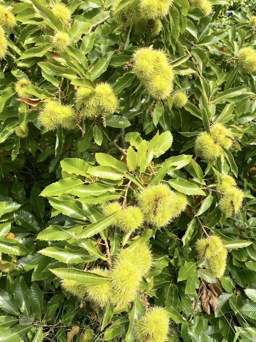 Visit De Lutte Losser tweet media