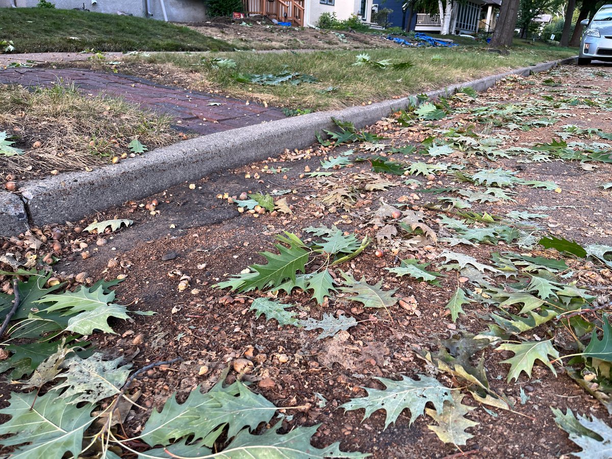 Last year, oak trees on my block had almost no acorns. Now, nuts are giant & falling like rain. As are truckloads of green leaves. Squirrels seem to be nipping off thousands of small, inaccessible branches to drop acorns into easy reach. Never saw it quite like this before.