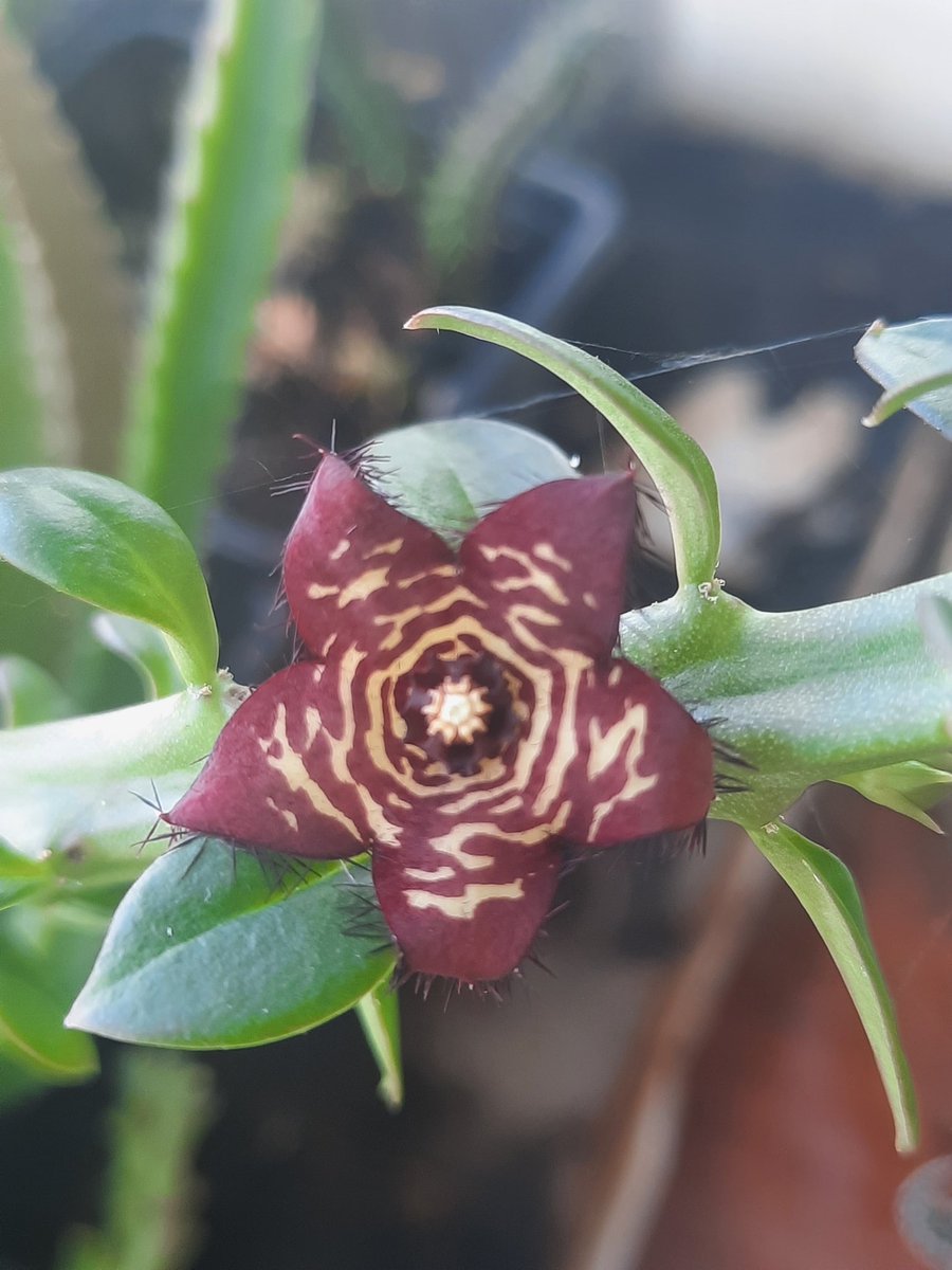Asclepiad #floweringtheoffice