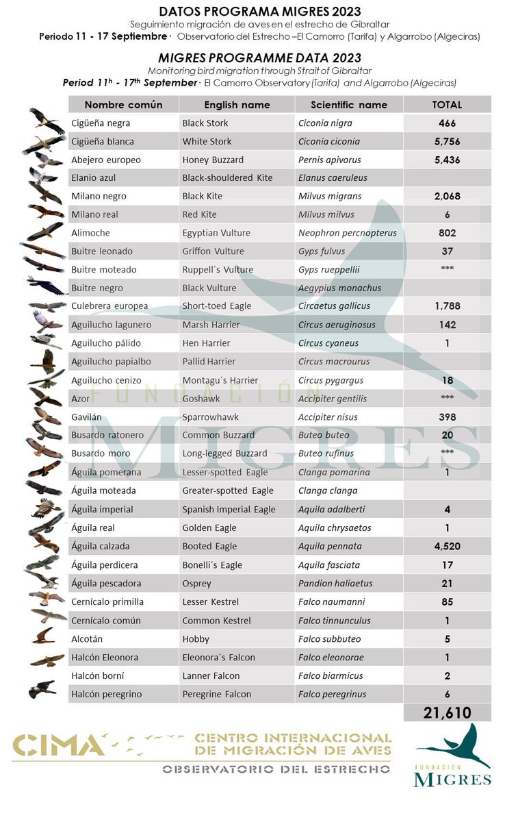 FundacionMigres's tweet photo. Han sido 21.610 cigüeñas y rapaces de 28 especies diferentes las registradas la semana del 11 al 17 de septiembre en el Programa Migres de seguimiento de la migración otoñal de aves por el Estrecho de Gibraltar. #aves #birds #estrechodegibraltar #imigraciones #migration #migres https://t.co/hs3ueRvjge