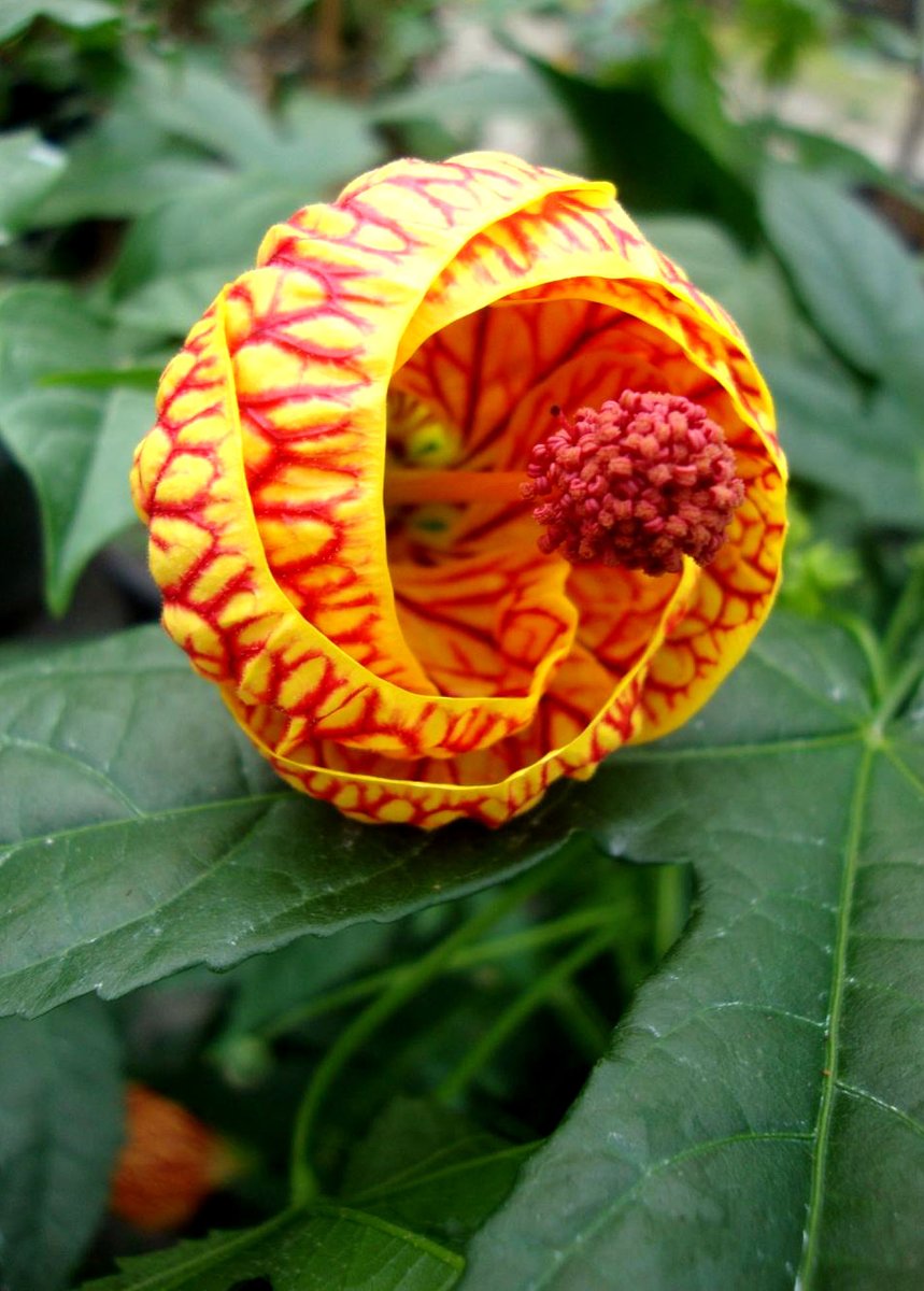 Abutilon Pictum (Redvein abutilon)_ is a species of flowering plant in the family Malvaceae_native to southern Brazil, Argentina, Paraguay, and Uruguay_ Flowers are bell-shaped, up to 4 cm long_yellow to orange-red and 5petals_They appear from April to September.
#Chineselantern