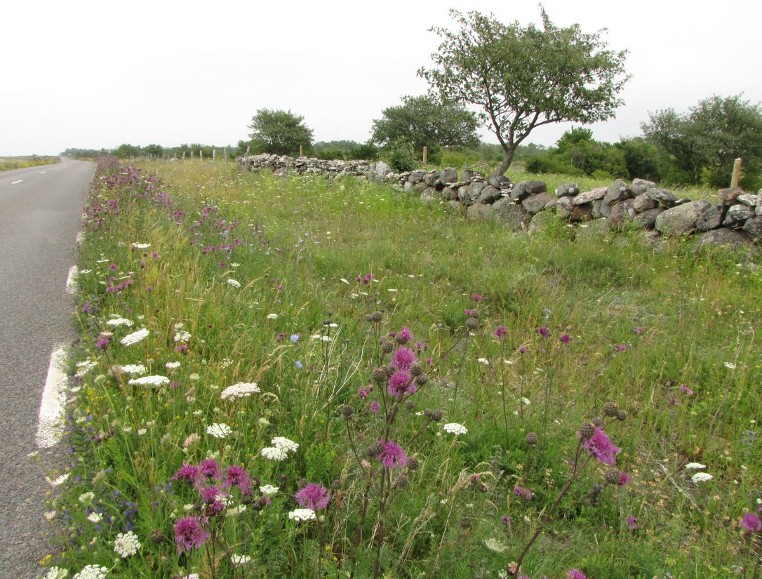 Svenja B. Kroeger (@marmotqueen) on Twitter photo A couple of weeks left to submit an abstract to the Nordic Journal of Botany #specialissue on #plant performance and diversity in road- and railway habitats. More info: ow.ly/v0Vt50OzcMT
<a href="/NordicOikos/">Nordic Society Oikos</a> <a href="/WileyEcolEvol/">Wiley Ecology & Evolution</a> #ecology A couple of weeks left to submit an abstract to the Nordic Journal of Botany #specialissue on #plant performance and diversity in road- and railway habitats. More info: ow.ly/v0Vt50OzcMT
<a href="/NordicOikos/">Nordic Society Oikos</a> <a href="/WileyEcolEvol/">Wiley Ecology & Evolution</a> #ecology