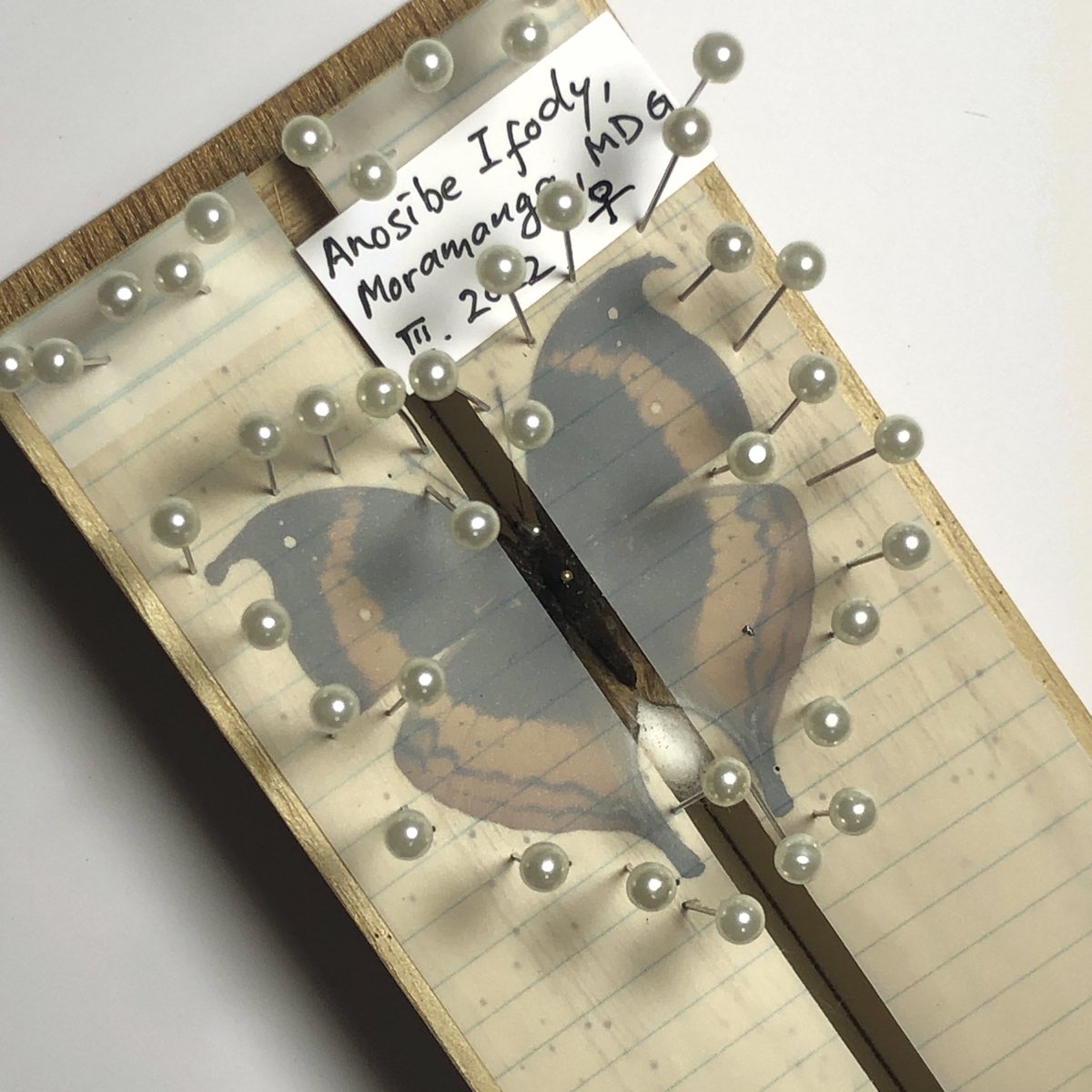 wingspan_gg's tweet image. コノハチョウじゃないです。

マダガスカル特産種　エウロドケタテハモドキ　Precis eurodoce♀

裏はコノハチョウみたいに枯葉の模様。
外したらまた更新します。

#precis #madagascar