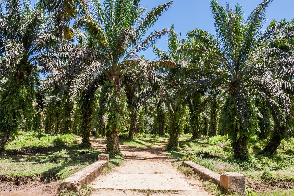 GCRF_TRADE_Hub's tweet photo. 📣New Paper Alert🌍
The paper:
🇨🇲 compares Cameroonian and South East Asian palm oil emissions,
🌴 discusses due diligence legislation,
🥜 uses scenario modelling to see how changes in various practices along the supply chain can influence emissions.
👉https://t.co/VYC0XvhX85📊 https://t.co/T2D6O7UQ28