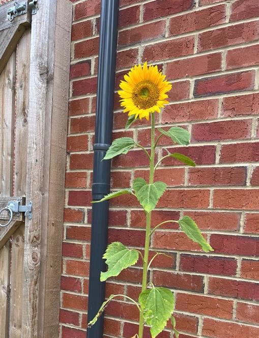 We gave away sunflower seedlings for Independent Bookshop Week - here’s Stuart all grown up thanks to customer Madeline ❤️