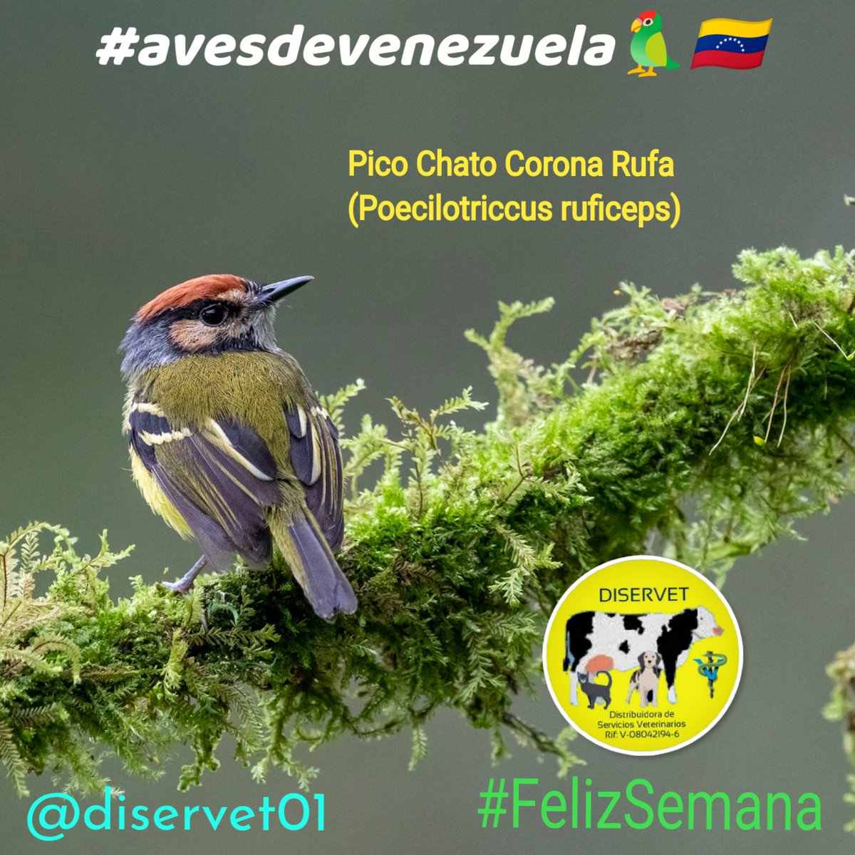 diservet01's tweet photo. #avesdevenezuela🦜🇻🇪:  

Pico Chato Corona Rufa
(Poecilotriccus ruficeps)

Mide entre 9,5 y 11 cm de longitud. Tiene píleo y mejillas rojas, y la nuca negra; la garganta y la parte superior del dorso son blancas o negras con pintas blancas, el pecho amarillo, el dorso oliváceo⤵️ https://t.co/4UyAxeVvAA