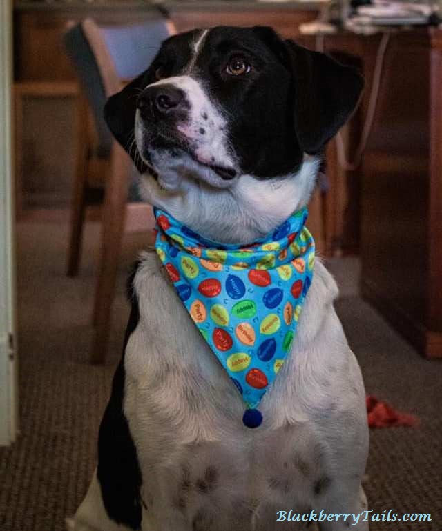 cwshumate's tweet photo. Real life rescue and constant companion to Blackberry Tails illustrator Linda Uhl, Schnitzel is featured as a charming character in Blackberry Tails: Pearl's Trek.
#blackberrytails #pearlstrek #rescuedog #childrensbook @luhl59 #cwshumate #shumate #kentuckyauthor #Illustrator #artist https://t.co/wvX0ZEVIvm
