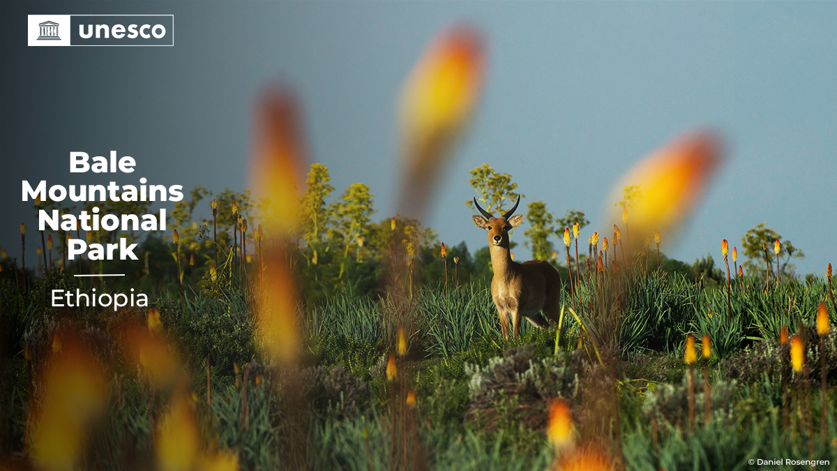 🔴 BREAKING!

Just inscribed on the <a href="/UNESCO/">UNESCO 🏛️ #Education #Sciences #Culture 🇺🇳</a> #WorldHeritage List: Bale Mountains National Park, #Ethiopia 🇪🇹. Congratulations! 👏👏 

➡️ on.unesco.org/45WHC #45WHC