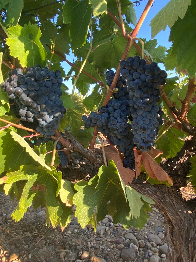 La época del año que más nos gusta...
🍇¡Estamos en vendimia!🍇